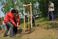 The Festival of Trees